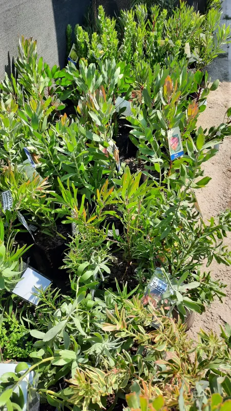 Protea Sylvia "Sugarbush Protea" 5Liter