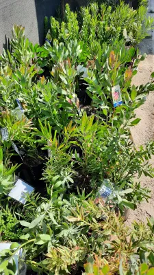 Protea Sylvia "Sugarbush Protea" 5Liter