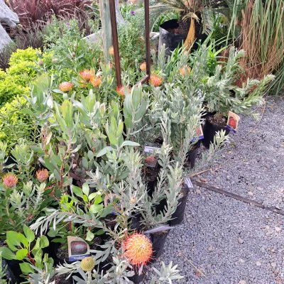 Leucospermum Cordifolium "Protea Succession" 5Liter
