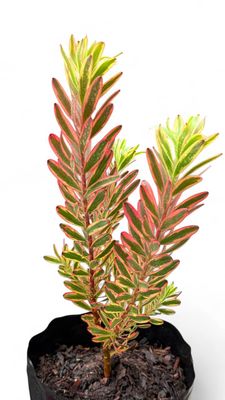 Protea Leucadendron "Jester" 5Liter