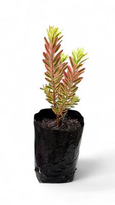 Protea Leucadendron "Jester" 5Liter