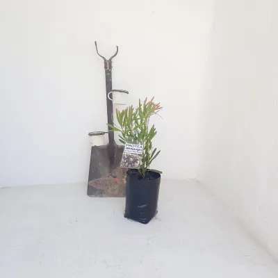 Protea White Knight "Sugarbush Protea" 5Liter