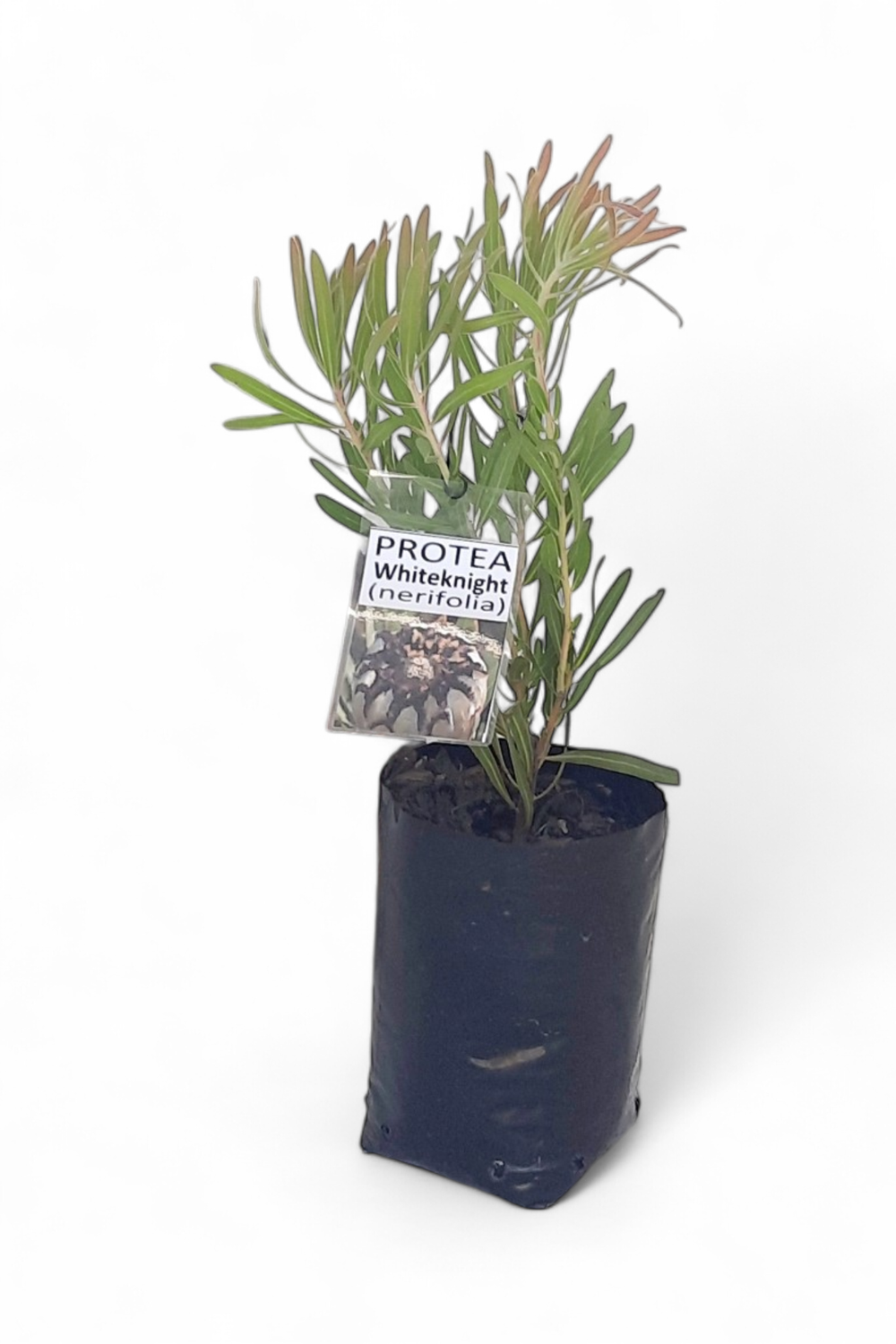 Protea White Knight "Sugarbush Protea" 5Liter