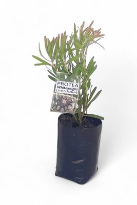 Protea White Knight "Sugarbush Protea" 5Liter Protea White Knight "Sugarbush Protea" 5Liter