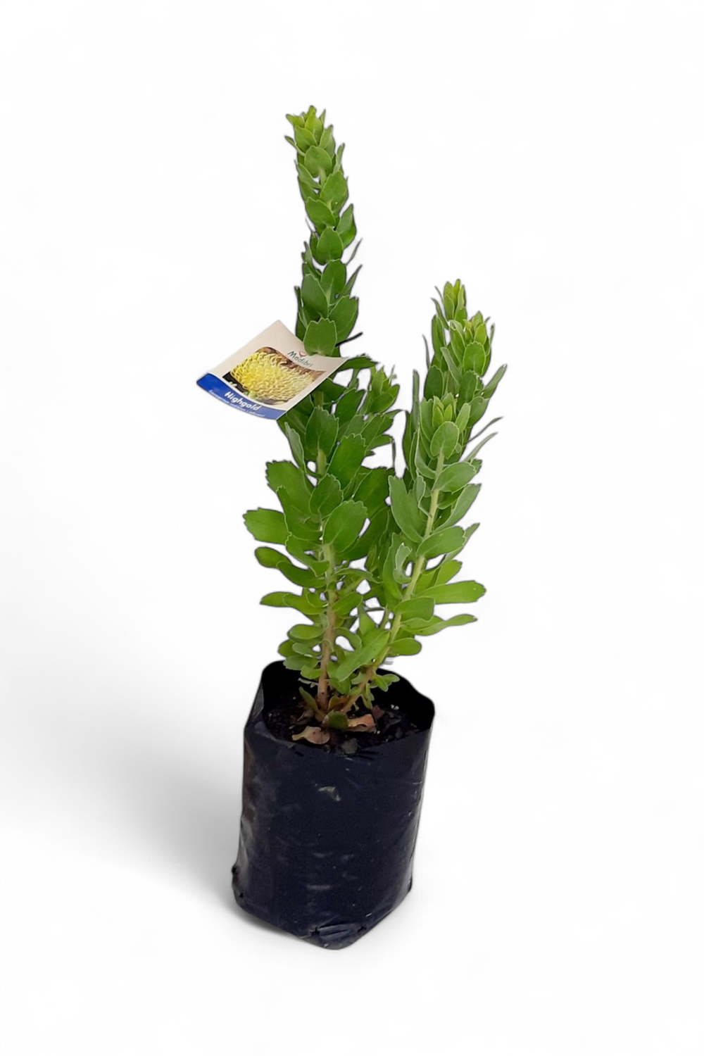 Leucospermum Cordifolium "Protea High Gold" 5Liter Leucospermum Cordifolium "Protea High Gold" 5Liter
