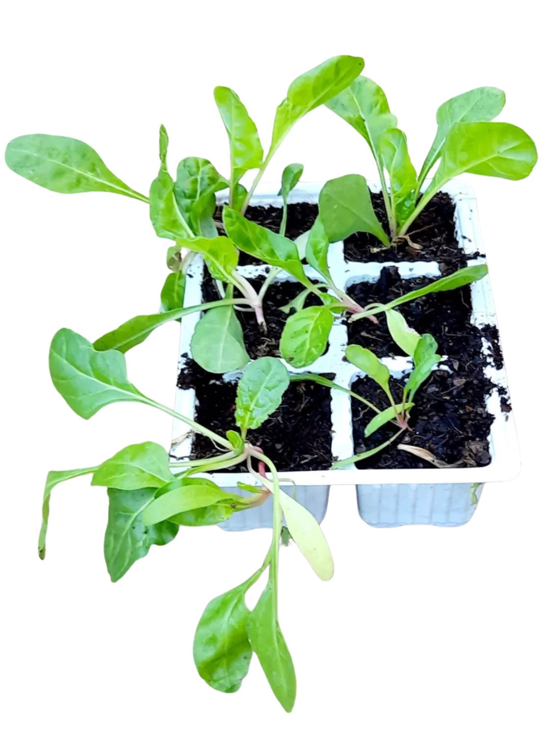 Spinach Ford Hook Giant 6 Pack Veg Seedlings