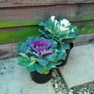 Ornamental Kale 15cm