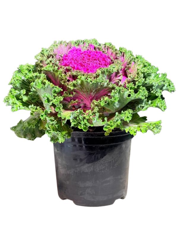 Ornamental Kale Purple 15cmPot