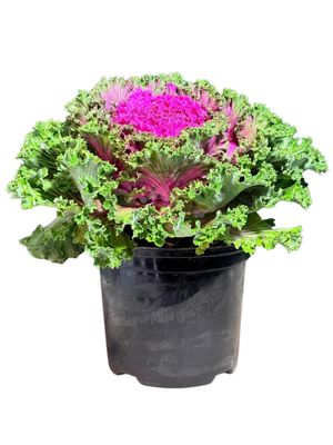 Ornamental Kale Purple 15cmPot