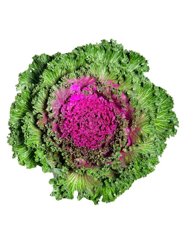 Ornamental Kale Purple 15cmPot