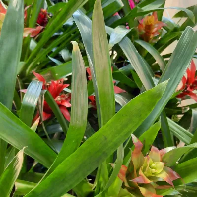 Guzmania Bromeliad "Scarlet Star" Mixed Colours 14cmPot