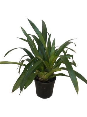 Guzmania Bromeliad "Scarlet Star" Mixed Colours 14cmPot