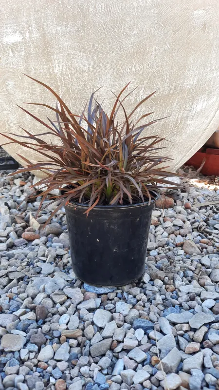 Phormium Flax "Sweet Mist' 15cmPot