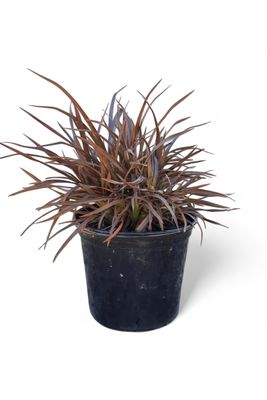 Phormium Flax "Sweet Mist' 15cmPot