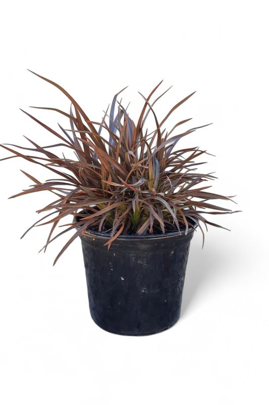 Phormium Flax "Sweet Mist' 15cmPot