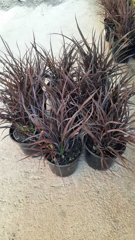 Phormium Flax "Chocolate Baby" 15cmPot