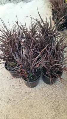 Phormium Flax "Chocolate Baby" 15cmPot