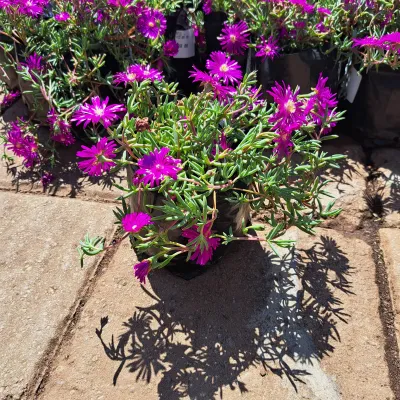 Delosperma Cooperi "Purple Vygies" 3Liter