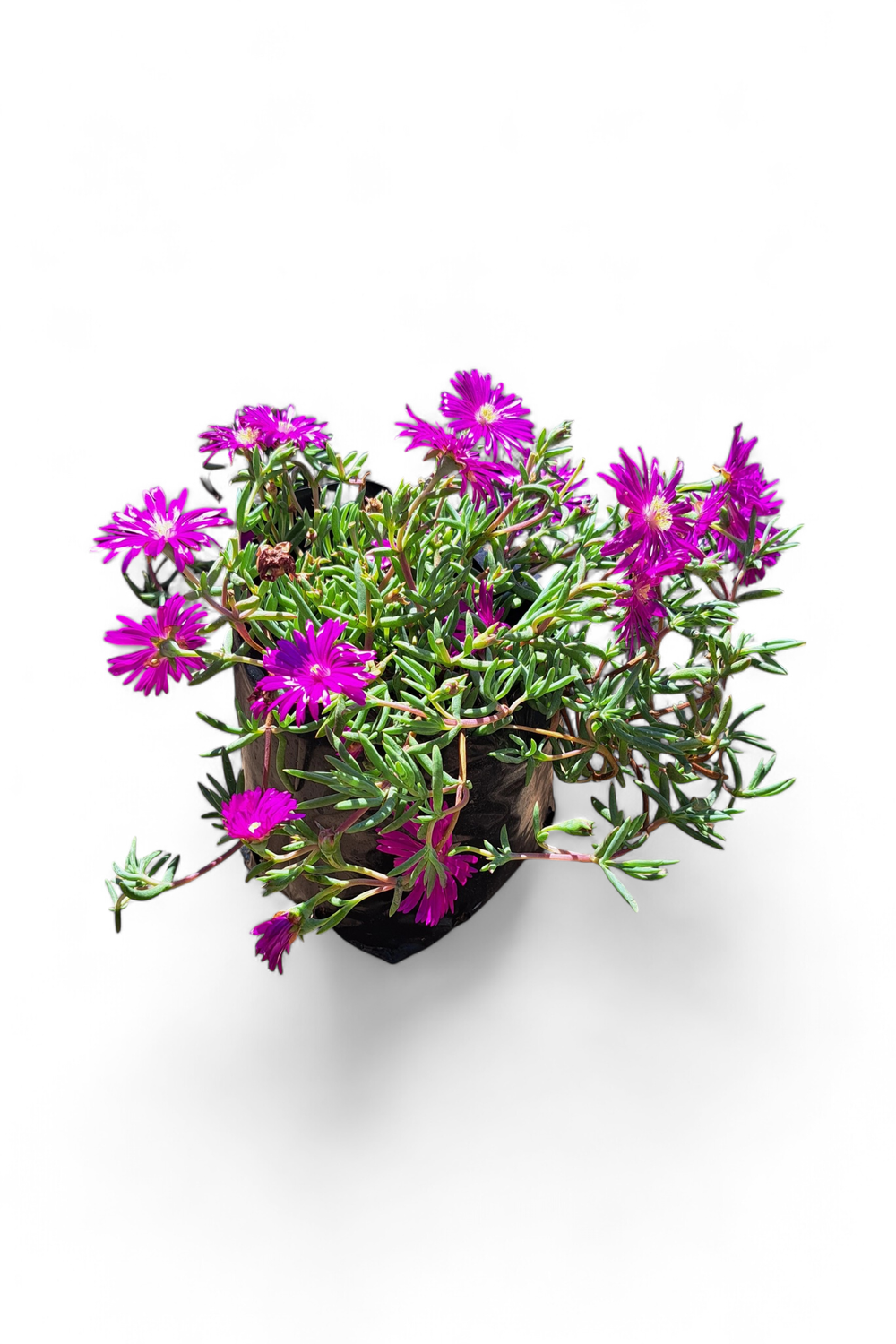 Delosperma Cooperi "Purple Vygies" 3Liter