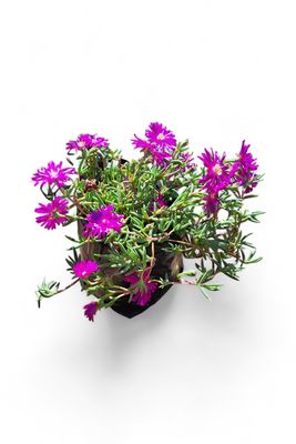 Delosperma Cooperi "Purple Vygies" 3Liter