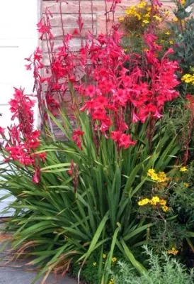 Watsonia Mixed Colours 3 Liter
