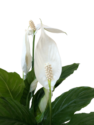 Spathiphyllum "Peace Lily" 14cmPot