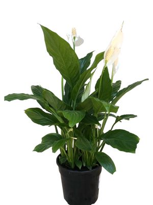 Spathiphyllum "Peace Lily" 14cmPot