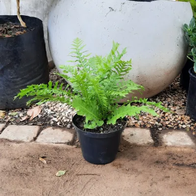 Fern Blechnum "Hard Fern" 12cmPot