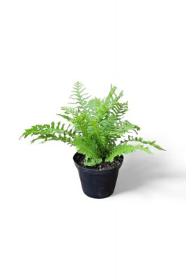 Fern Blechnum "Hard Fern" 12cmPot
