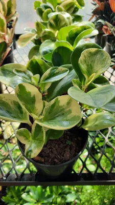 Peperomia Obtusifolia "Variegated Baby Rubber Plant" 12cmPot