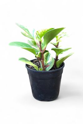 Peperomia Obtusifolia "Variegated Baby Rubber Plant" 12cmPot