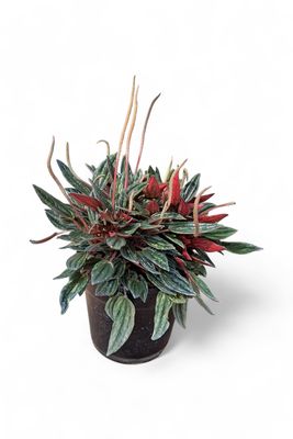 Peperomia Caperata  "Zorro Peperomia" 12cmPot