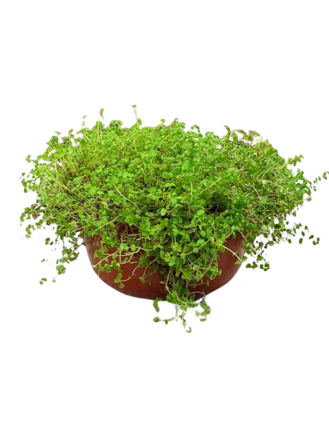 Peace Bowl (Baby Tears) 15cm - Soleirolia Soleirolii
