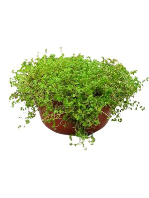 Peace Bowl (Baby Tears) 15cm - Soleirolia Soleirolii