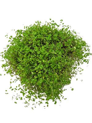 Soleirolia Soleirolii "Peace Bowl Baby Tears" 15cmPot