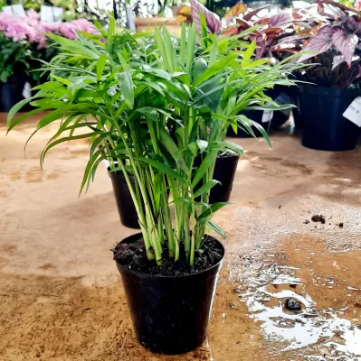 Chamaedorea Elegans "Love Palm" 9cmPot