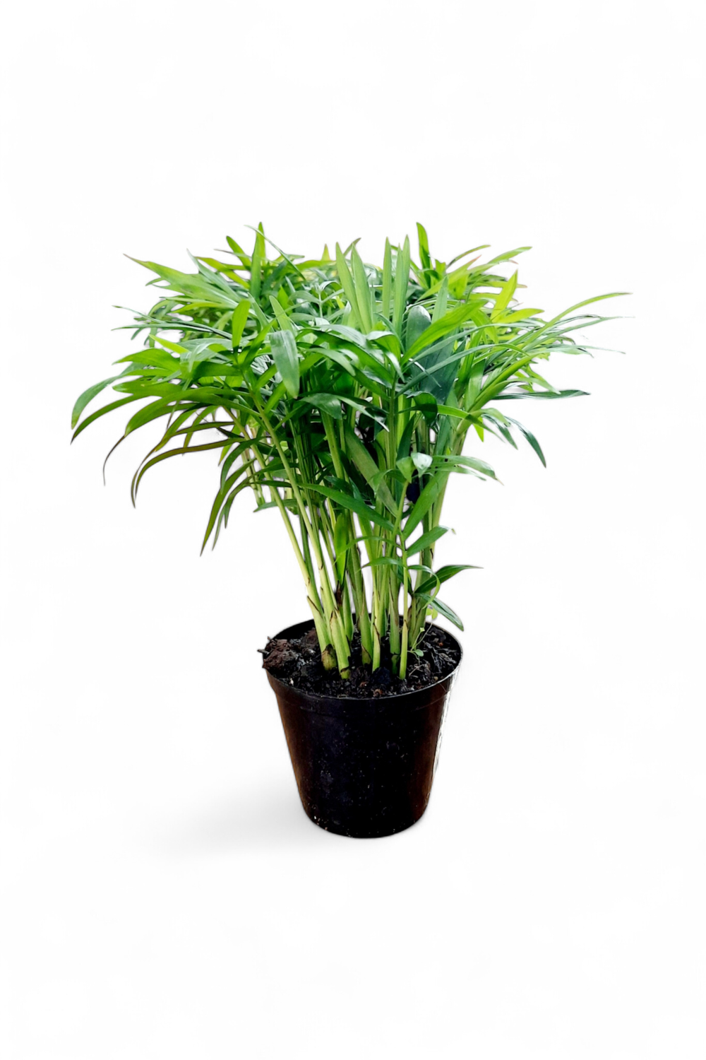 Chamaedorea Elegans "Love Palm" 9cmPot