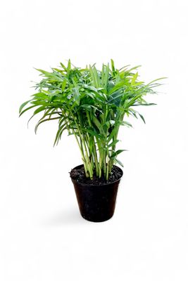 Chamaedorea Elegans "Love Palm" 9cmPot