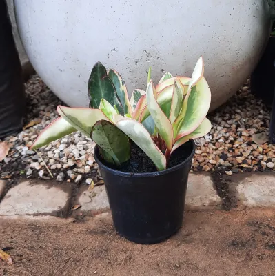 Peperomia Julii "Radiator Plant" 12cmPot