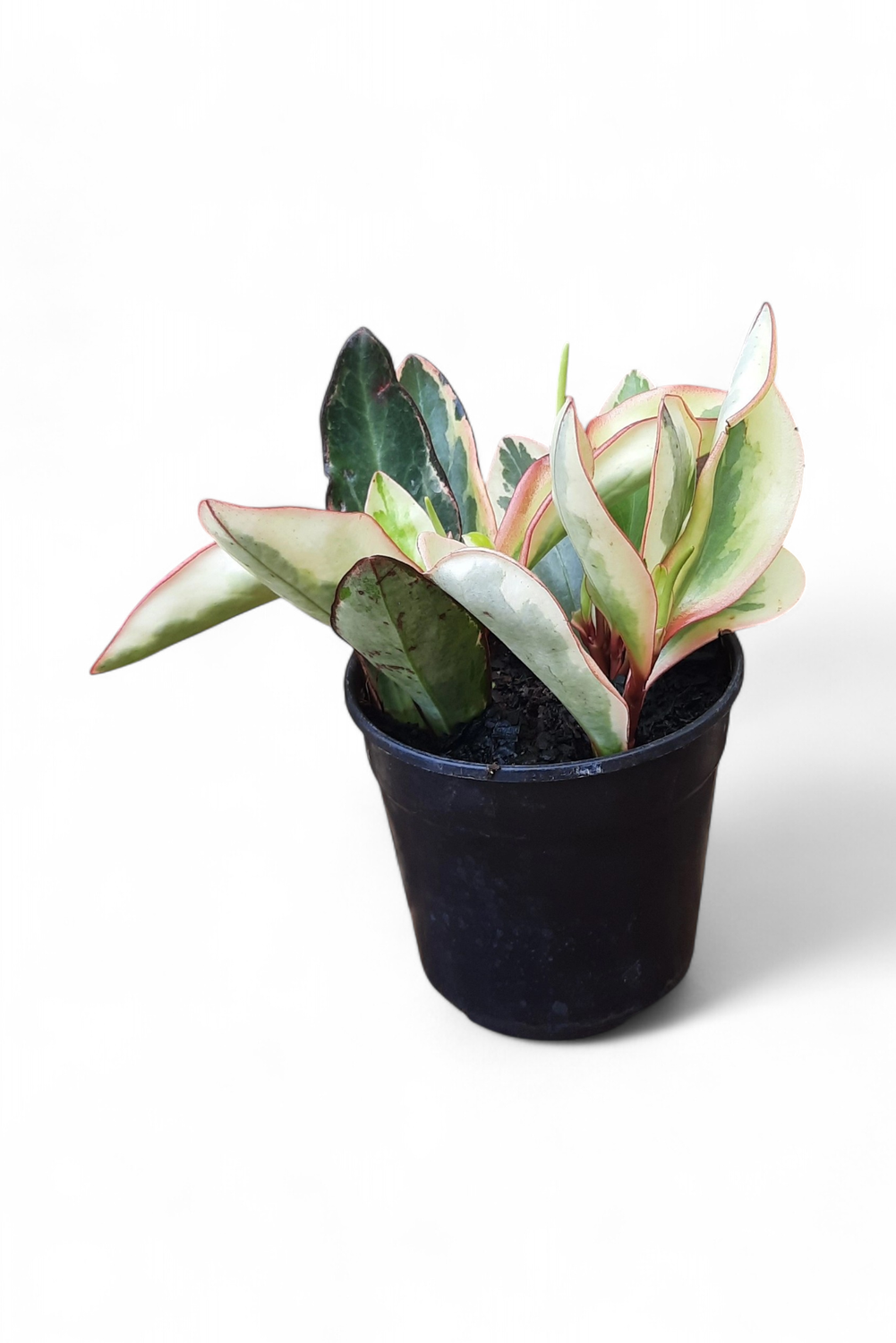 Peperomia Julii "Radiator Plant" 12cmPot