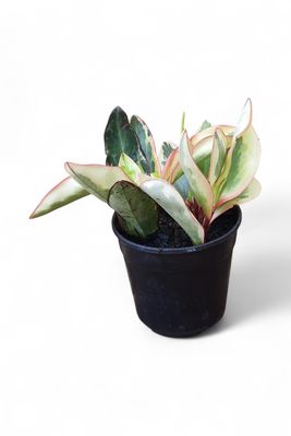 Peperomia Julii "Radiator Plant" 12cmPot