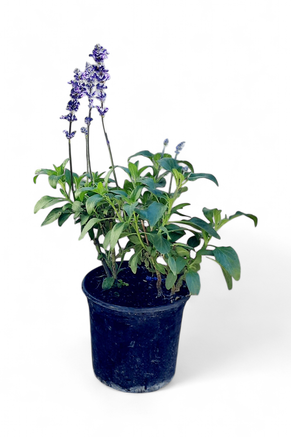Salvia Farinacea "Blue Sage" 15cmPot
