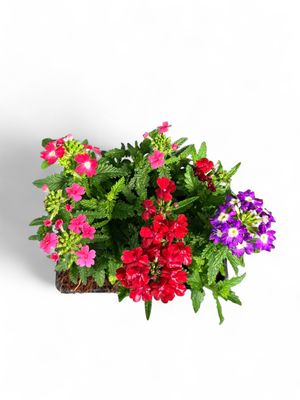 Verbena "Mixed Colours" Seedlings 6 Pack