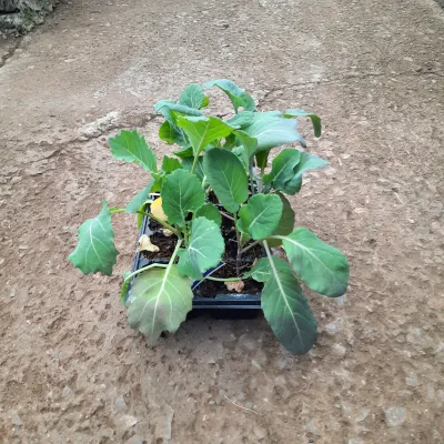 Brussel Sprout Long Island "Brassica Oleracea"  6 Pack  Seedlings