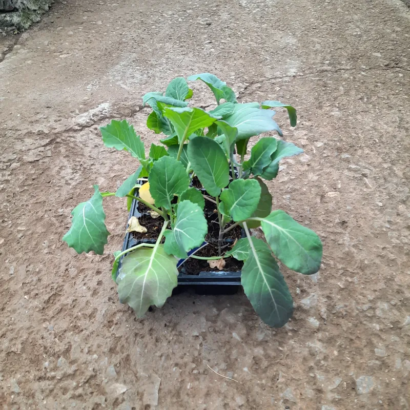 Brussel Sprout Long Island "Brassica Oleracea"  6 Pack  Seedlings