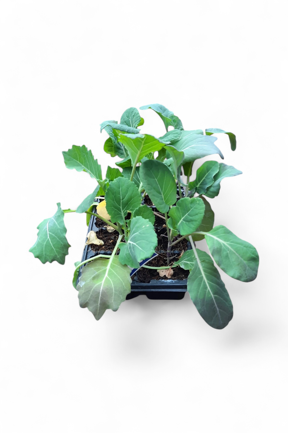 Brussel Sprout Long Island "Brassica Oleracea"  6 Pack  Seedlings