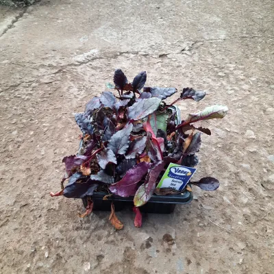 Beetroot Detroit Dark Red "Beta Vulgaris" 6 Pack Seedlings