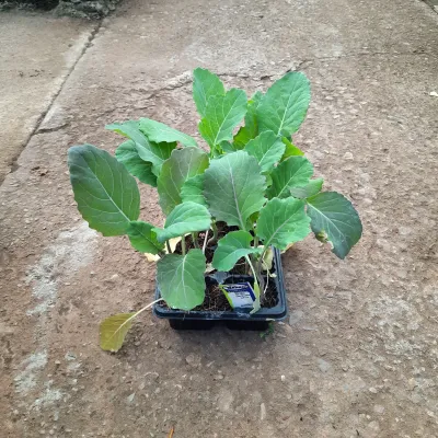 Kale Borecole "Brassica Oleracea"  6 Pack Seedlings