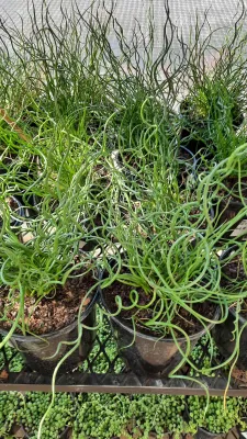 Juncus "Twisted Dart" 15cm Pot
