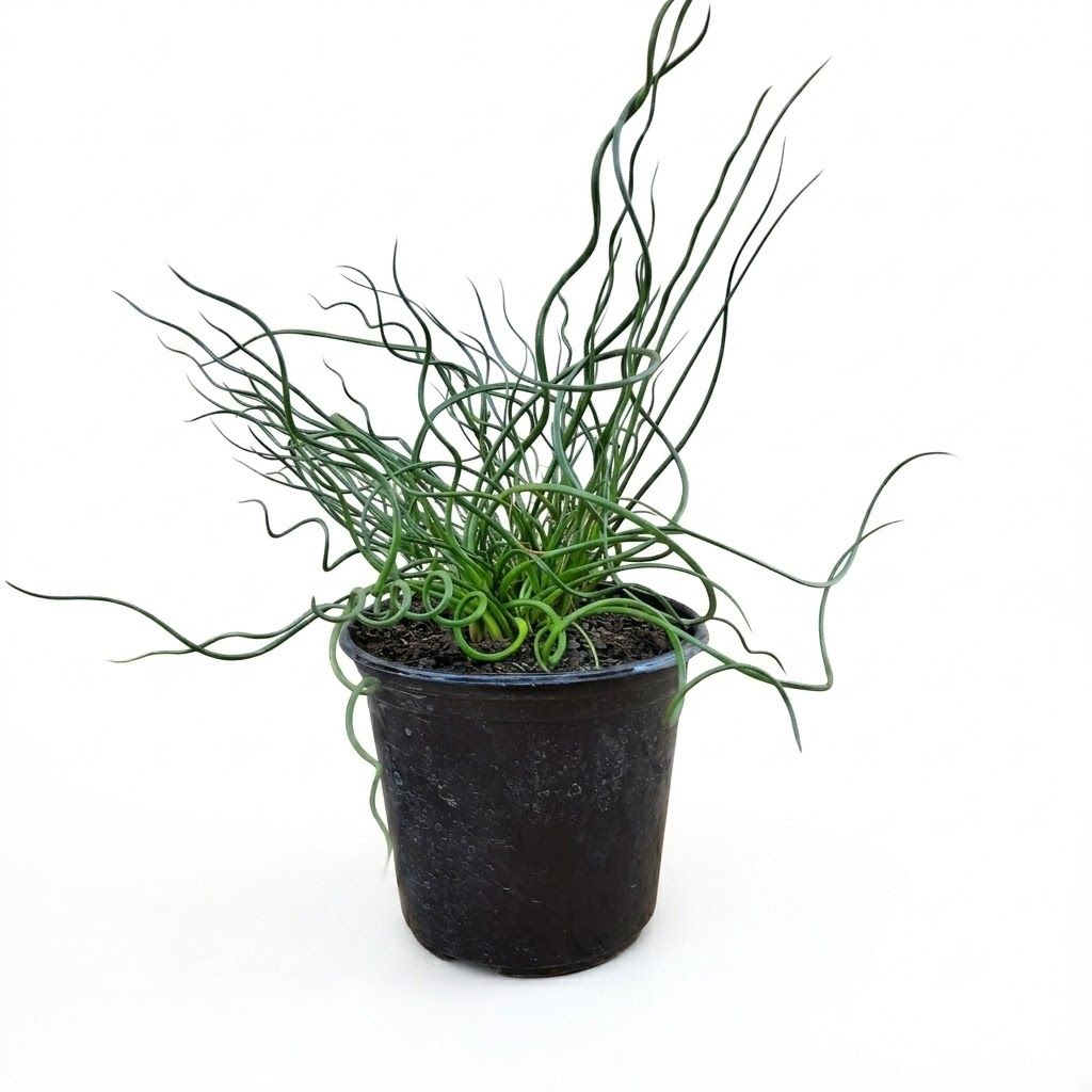 Juncus "Twisted Dart" 15cm Pot
